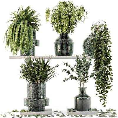 收集玻璃盆中的室内植物